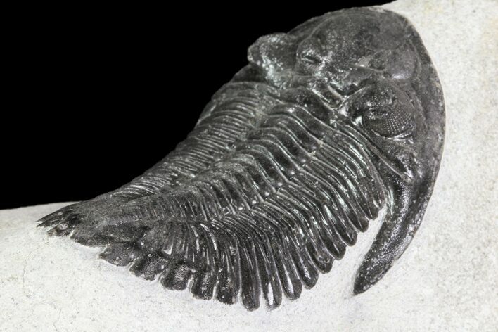 Hollardops Trilobite Fossil - Issoumour, Morocco #80315